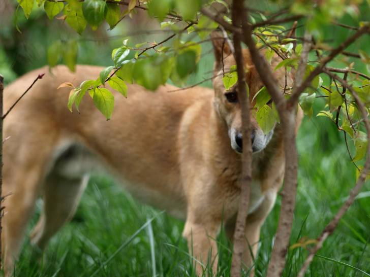 Photo Chien Chanteur de Nouvelle-Guinée