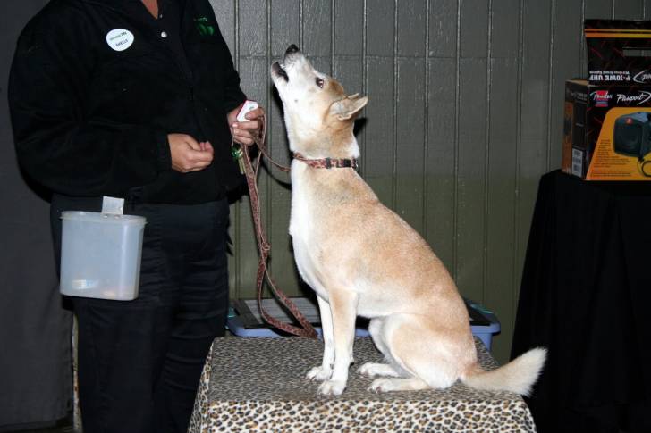 Photo Chien Chanteur de Nouvelle-Guinée