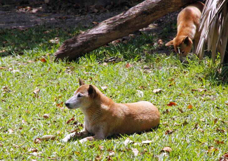 Photo Chien Chanteur de Nouvelle-Guinée