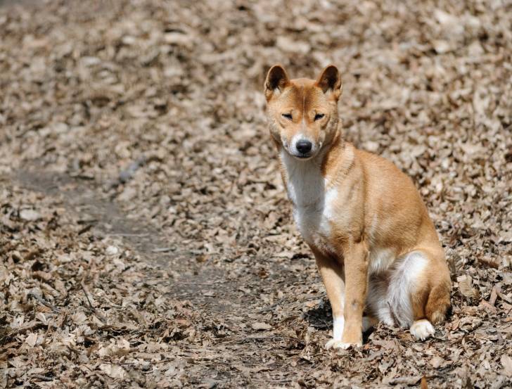 Photo Chien Chanteur de Nouvelle-Guinée