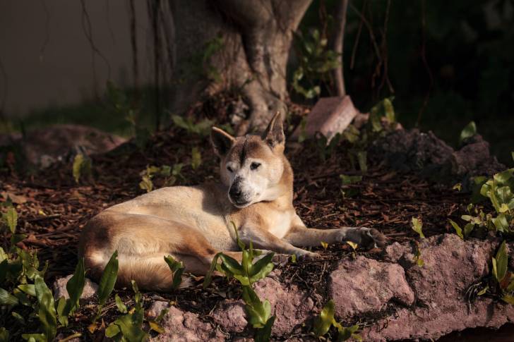Photo Chien Chanteur de Nouvelle-Guinée