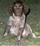 Petit Epagneul de Münster - Petit Épagneul de Münster