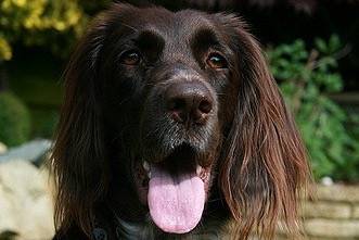 Bodica - Petit Épagneul de Münster