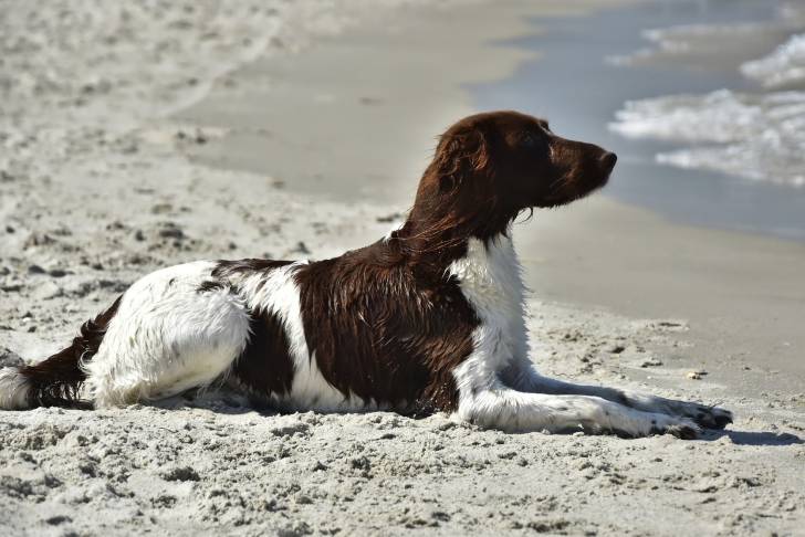 Un Petit Épagneul de Münster noir et blanc allongé sur la plage