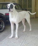 Photo Bully Kutta