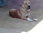 Photo Bully Kutta