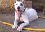 Photo Bully Kutta
