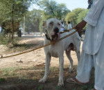 Photo Bully Kutta