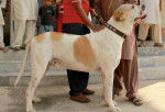 Photo Bully Kutta