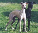 Petit Lévrier Italien - Petit Lévrier Italien
