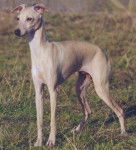 Petit Lévrier Italien - Petit Lévrier Italien