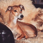 Eloïse - Petit Lévrier Italien (6 ans)