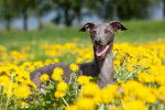 Un Petit Lévrier Italien allongé dans un champ de fleurs jaunes