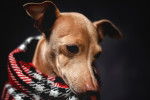 Un Petit Lévrier Italien qui porte une écharpe pour chien