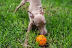 Un Petit Lévrier Italien en train de jouer avec une petite balle en plastique