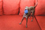 Un Petit Lévrier Italien en train de jouer avec une balle sur un canapé rouge