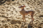 Un Petit Lévrier Italien portant une écharpe se tient sur du sable