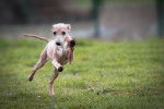 Portrait d'un Petit Lévrier Italien en train de courir