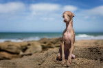 Un Petit Lévrier Italien assis sur des rochers en bord de mer