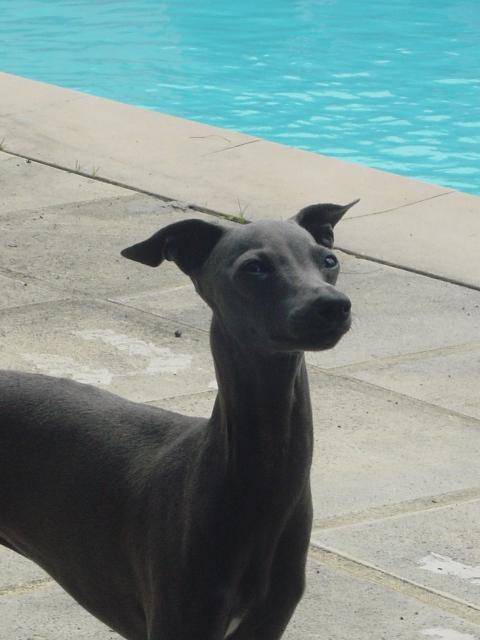 petit lévrier italien fabio des princes de minos - Petit Lévrier Italien