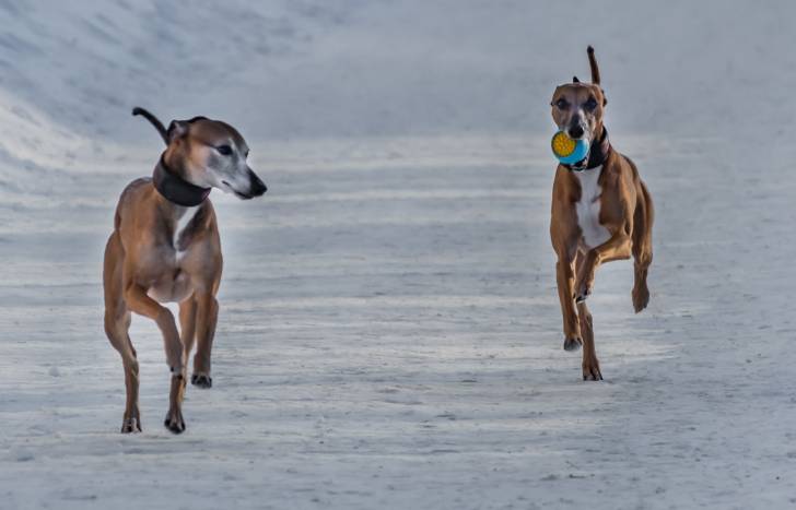 Le Petit Lévrier Italien