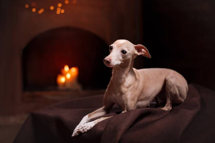 Un Petit Lévrier Italien allongé près d'une cheminée
