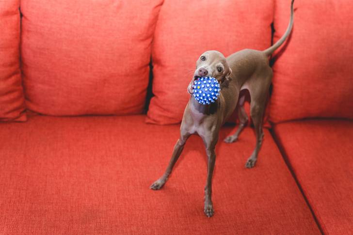Un Petit Lévrier Italien en train de jouer avec une balle sur un canapé rouge