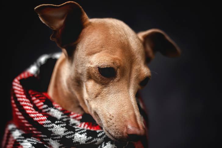 Un Petit Lévrier Italien qui porte une écharpe pour chien