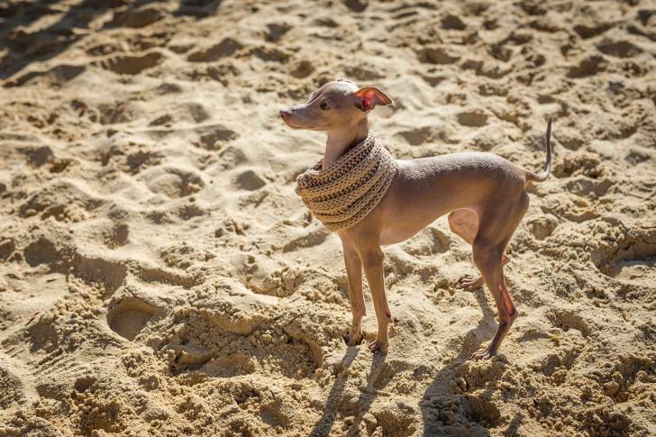 Un Petit Lévrier Italien portant une écharpe se tient sur du sable