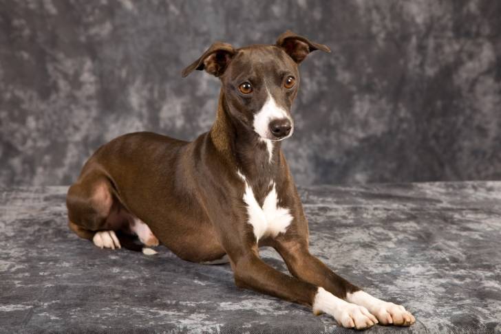 Un Petit Lévrier Italien à la robe chocolat