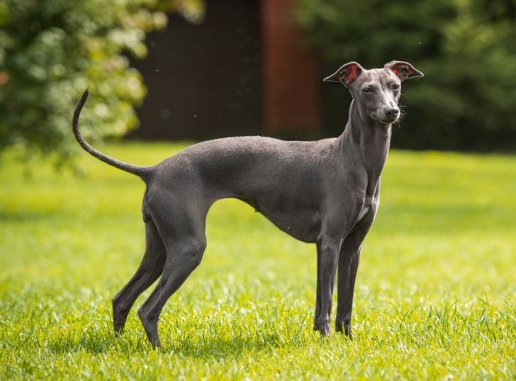 Un Petit Lévrier Italien debout dans le jardin