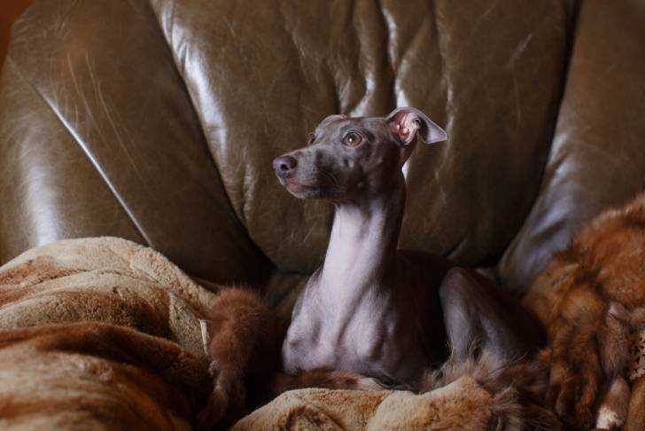 Un Petit Lévrier Italien assis dans un canapé en cuir