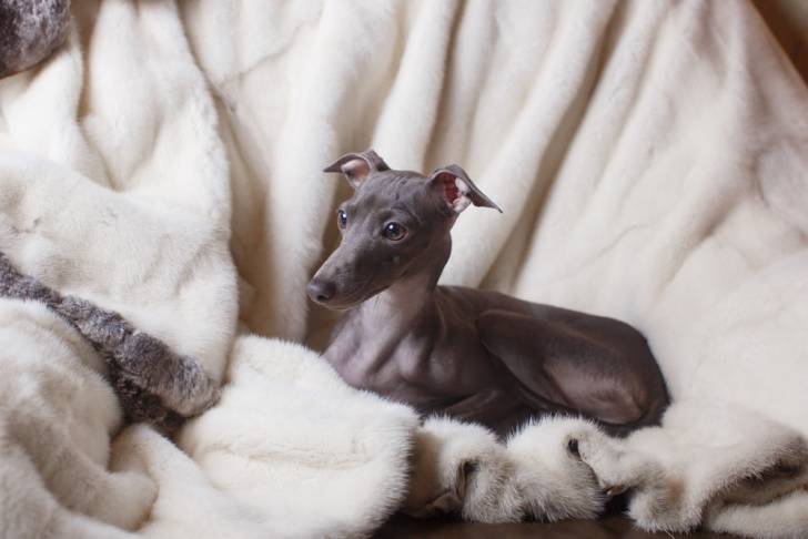 Un Petit Lévrier Italien allongé sur un plaid