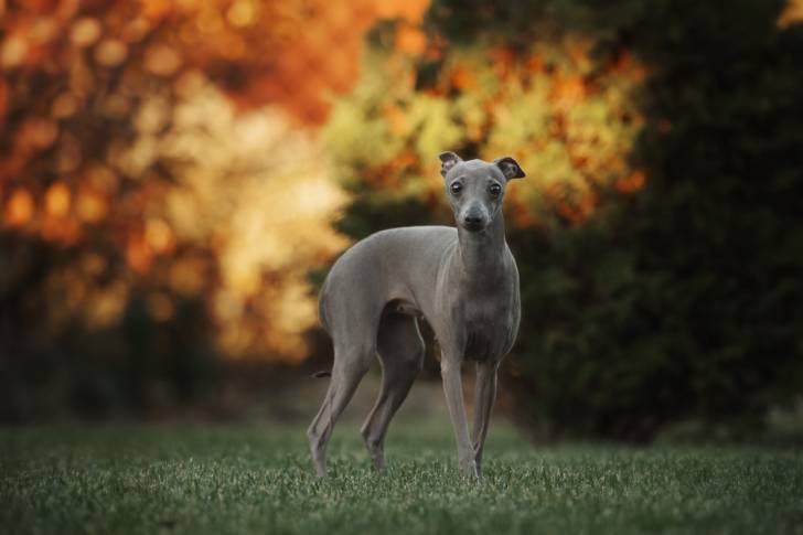 Un Petit Lévrier Italien lors d'une promenade en automne