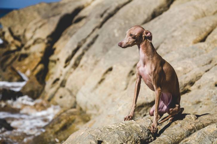 Un Petit Lévrier Italien assis sur des rochers au bord de la mer