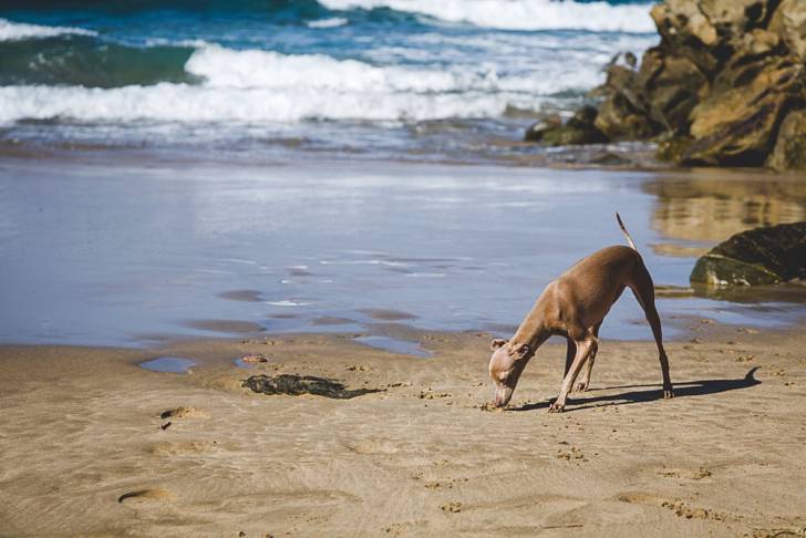 Photo Petit Lévrier Italien