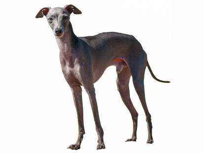 Petit Lévrier Italien
