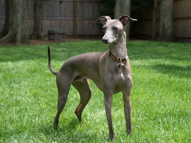 Le Petit Lévrier Italien