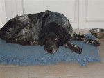Photo de Münsterländer : Mirka 14 ans 1/2 - Grand Épagneul de Münster (14 ans et demi)