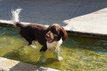 Un Grand &Eacute;pagneul de M&uuml;nster dans l'eau 