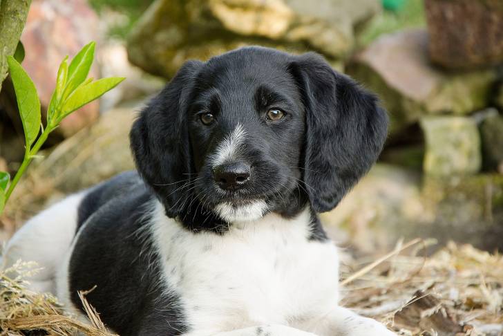 Photo Grand Épagneul de Münster