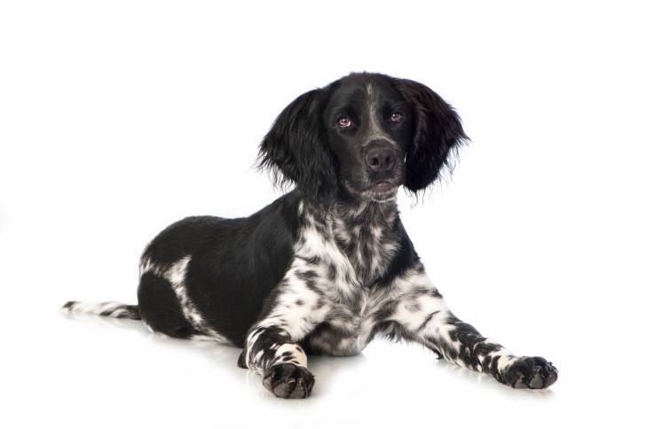 Photo Grand Épagneul de Münster