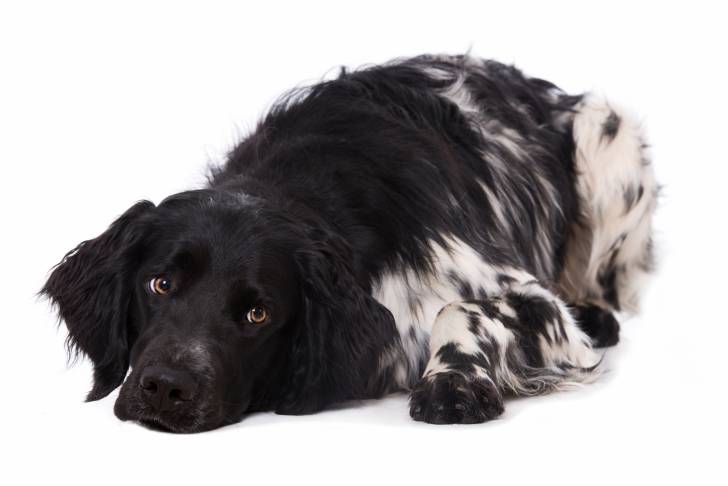 Photo Grand Épagneul de Münster