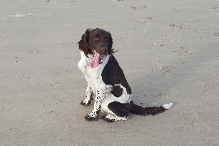 Un Grand Épagneul de Münster assis sur une surface sableuse et ayant la langue pendante 