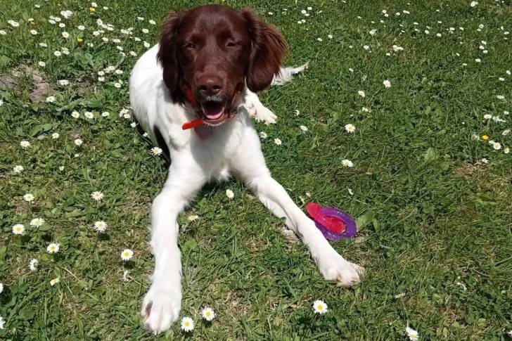 Un Grand Épagneul de Münster allongé sur un terrain herbeux et portant un collier autour du cou