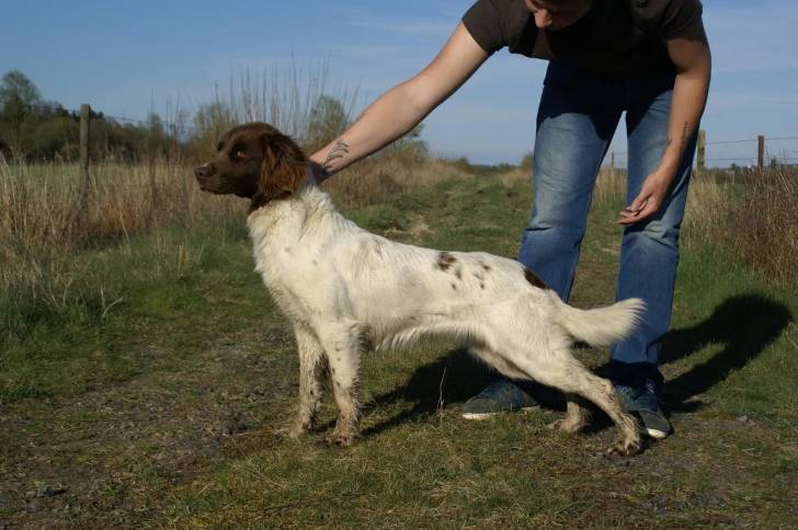 Un Grand Épagneul de Münster sur une surface herbacée et tenu par son maître 