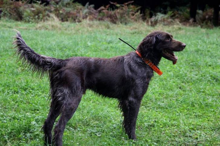 Un Grand Épagneul de Münster sur une surface herbacée et portant un collier autour du cou