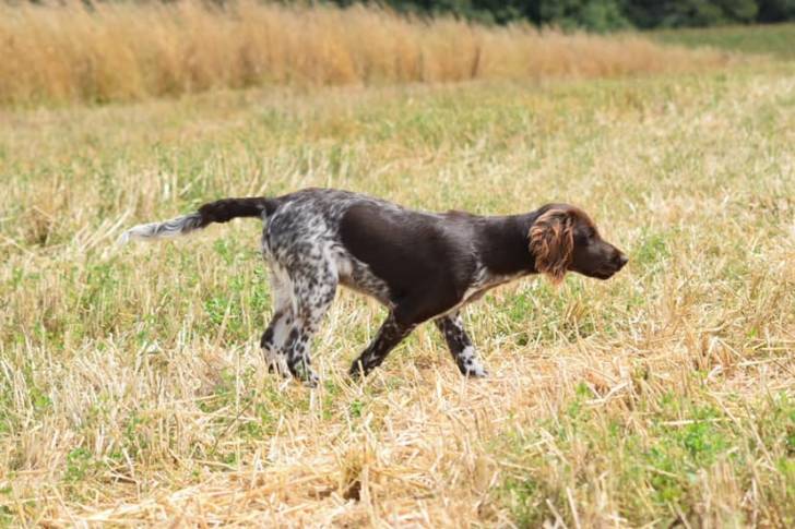 Un Grand Épagneul de Münster marchant sur un terrain herbeux 