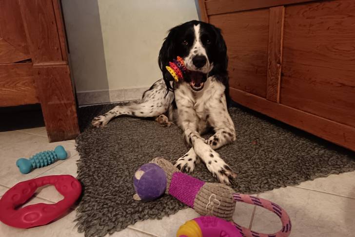 Un Grand Épagneul de Münster allongé sur un tapis et tenant un jouet dans sa gueule 