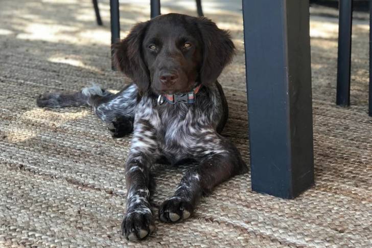 Un Grand Épagneul de Münster allongé sur une moquette et portant un collier autour du cou